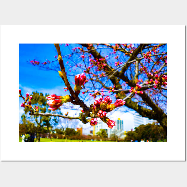 Photography - Fukuoka hanami Wall Art by Karoのkyuuto